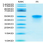 Human OX40/TNFRSF4/CD134 Protein (OX4-HM440)