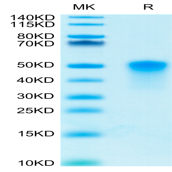 Human OX40/TNFRSF4/CD134 Protein (OX4-HM440)