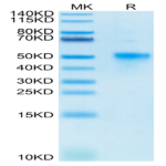 Biotinylated Human OX40/TNFRSF4/CD134 Protein (OX4-HM440B)