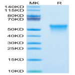 Mouse OX40/TNFRSF4/CD134 Protein (OX4-MM440)