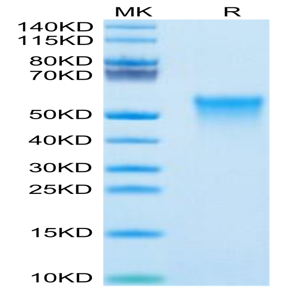 Mouse OX40/TNFRSF4/CD134 Protein (OX4-MM440)