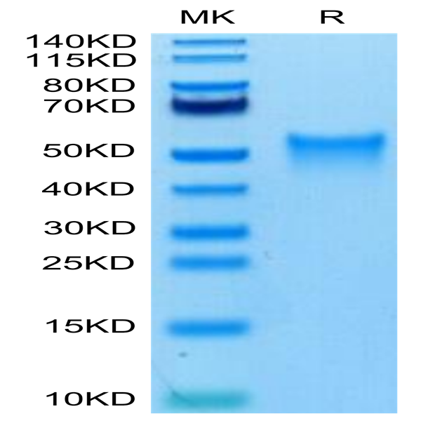 Biotinylated Mouse OX40/TNFRSF4/CD134 Protein (OX4-MM440B)
