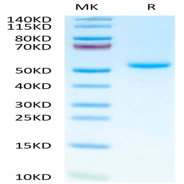 Mouse OX40 Ligand/TNFSF4 Protein (OXL-MM240)