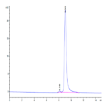 Cynomolgus IL-12B/p40/NKSF2 Protein (P40-CM112)