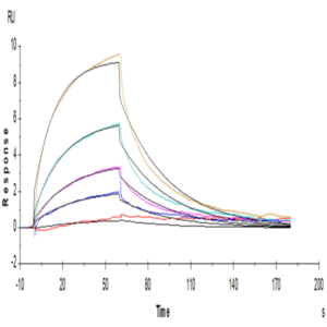 Human IL-12B/p40/NKSF2 Protein (P40-HM112)