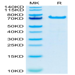 Cynomolgus PADI4 Protein (PAD-CE104)