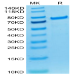 Biotinylated Cynomolgus PADI4 Protein (Primary Amine Labeling) (PAD-CE104B)
