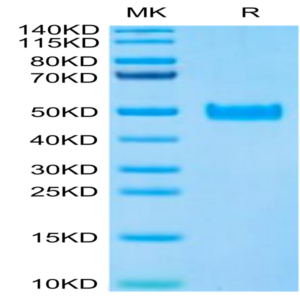 Human PAI-1 Protein (PAI-HM101)