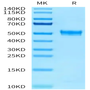 Rat PAI-1 Protein (PAI-RM101)