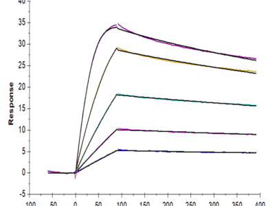 Cynomolgus uPAR/PLAUR Protein (PAR-CM101)