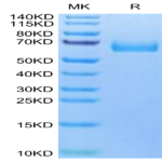 Cynomolgus uPAR/PLAUR Protein (PAR-CM101)