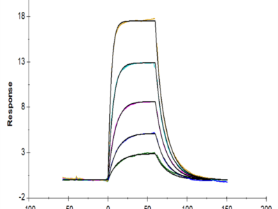 Mouse uPAR/PLAUR isoform 1 Protein (PAR-MM401)