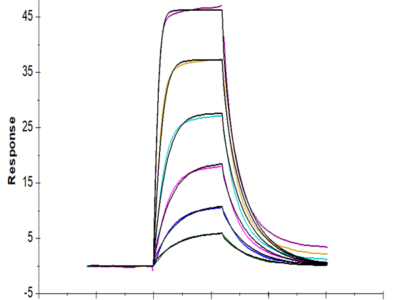 Biotinylated Mouse uPAR/PLAUR Protein (PAR-MM401B)