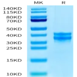 Human PBK/TOPK Protein (PBK-HB101)