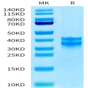 Human PBK/TOPK Protein (PBK-HB101)