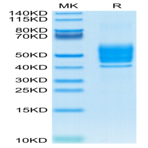 Mouse PSCA Protein (PCA-MM101)
