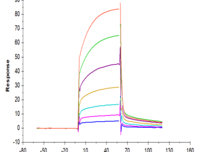 Cynomolgus PD-1/PDCD1 Protein (PD1-CM201)