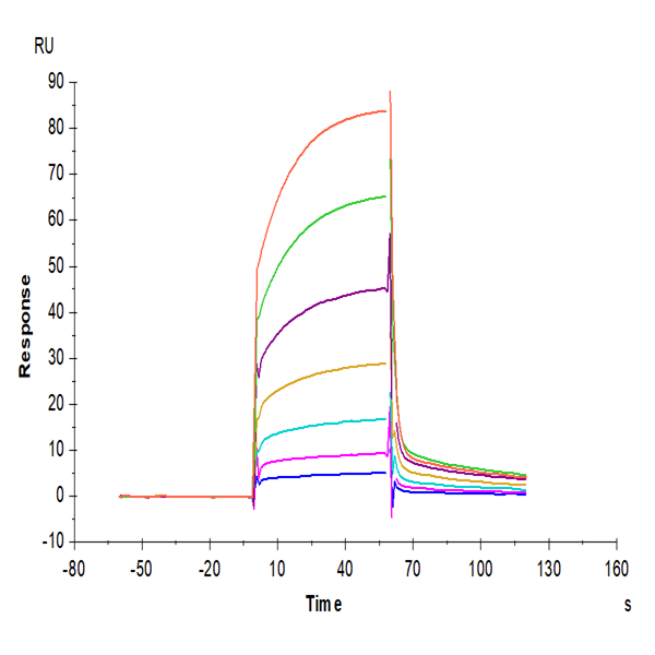 Cynomolgus PD-1/PDCD1 Protein (PD1-CM201) Cynomolgus PD-1/PDCD1 Protein (PD1-CM201)