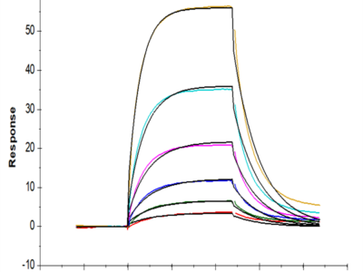 Human PD-1/PDCD1 Protein (PD1-HM101)