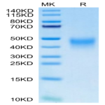 Human PD-1/PDCD1 Protein (PD1-HM101)