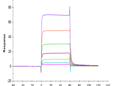 Biotinylated Human PD-1/PDCD1 Protein (PD1-HM401B)