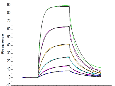 Mouse PD-1/PDCD1 Protein (PD1-MM201)