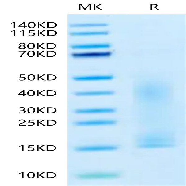 Canine PDGFA Protein (PDF-DY10A) Canine PDGFA Protein (PDF-DY10A)