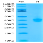 Cynomolgus PD-L1/B7-H1 Protein (PDL-CM110)