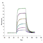 Cynomolgus PD-L2/B7-DC Protein (PDL-CM402)