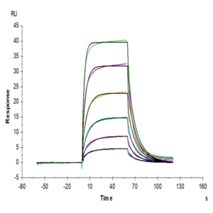 Cynomolgus PD-L2/B7-DC Protein (PDL-CM402)