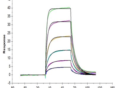 Cynomolgus PD-L2/B7-DC Protein (PDL-CM402)