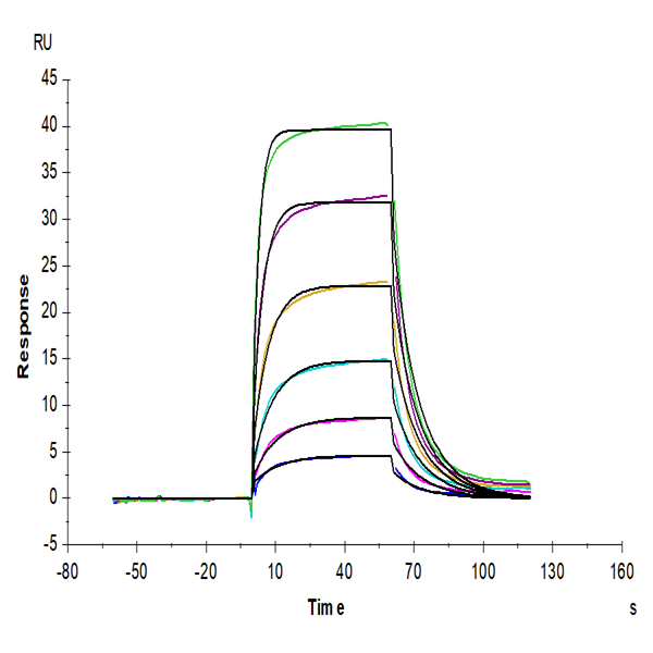 Cynomolgus PD-L2/B7-DC Protein (PDL-CM402) Cynomolgus PD-L2/B7-DC Protein (PDL-CM402)