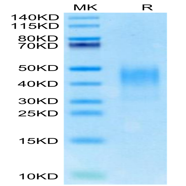 Cynomolgus PD-L2/B7-DC Protein (PDL-CM402)