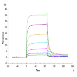 Human PD-L2/B7-DC Protein (PDL-HM402)