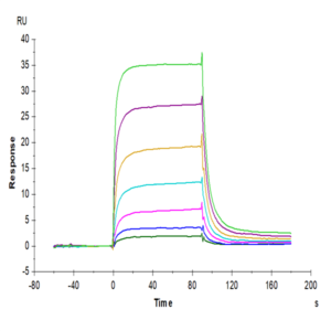 Human PD-L2/B7-DC Protein (PDL-HM402)