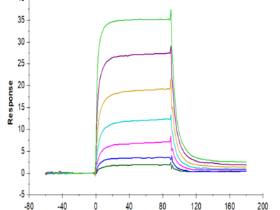 Human PD-L2/B7-DC Protein (PDL-HM402)