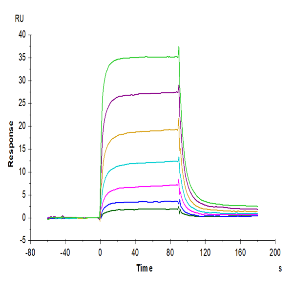 Human PD-L2/B7-DC Protein (PDL-HM402) Human PD-L2/B7-DC Protein (PDL-HM402)