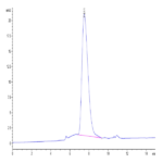 Human PD-L2/B7-DC Protein (PDL-HM402)