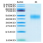 Human PD-L2/B7-DC Protein (PDL-HM402)