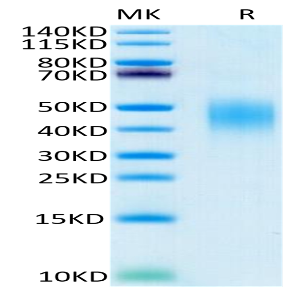 Human PD-L2/B7-DC Protein (PDL-HM402)