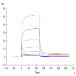 Biotinylated Human PD-L2/B7-DC Protein (PDL-HM402B)