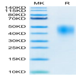 Biotinylated Human PD-L2/B7-DC Protein (PDL-HM402B)