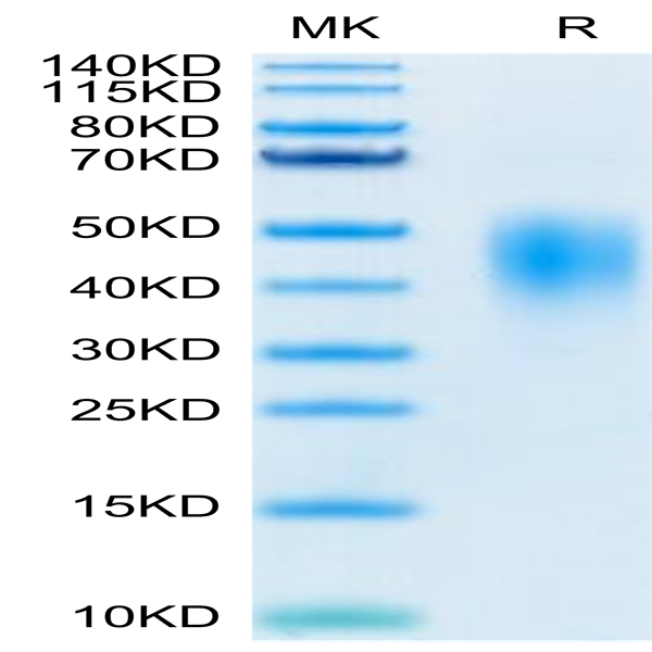 Biotinylated Human PD-L2/B7-DC Protein (PDL-HM402B)