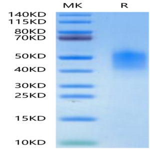 Mouse PD-L2/B7-DC Protein (PDL-MM102)
