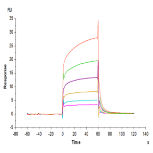 Biotinylated Mouse PD-L1/B7-H1 Protein (Primary Amine Labeling) (PDL-MM110B)