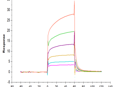 Biotinylated Mouse PD-L1/B7-H1 Protein (Primary Amine Labeling) (PDL-MM110B)