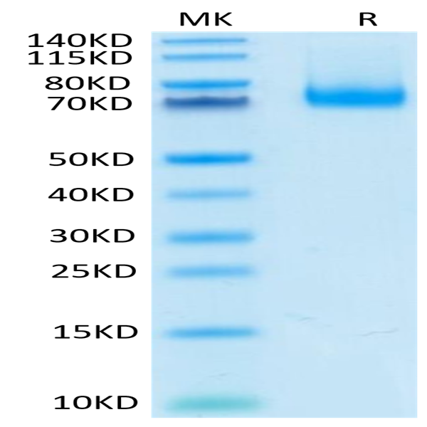 Mouse PD-L1/B7-H1 Protein (PDL-MM210)