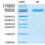 Cynomolgus PDGF R alpha/PDGFRA Protein (PFR-CM40A)
