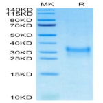 Cynomolgus PGF Protein (PGF-CM101)