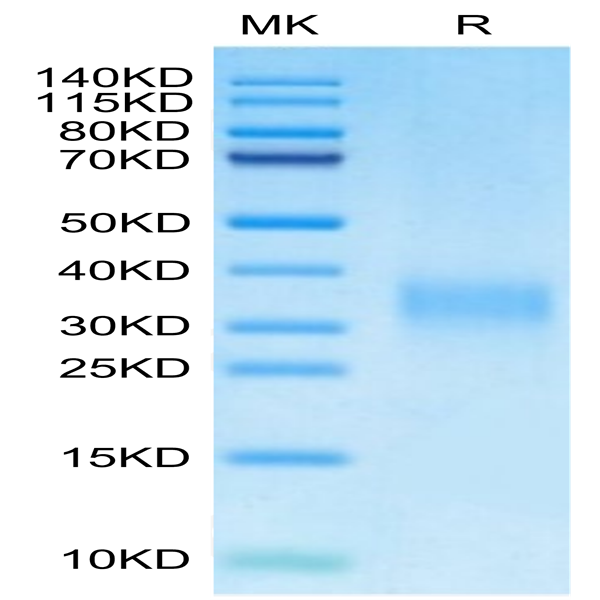 Mouse PGF Protein (PGF-MM101)
